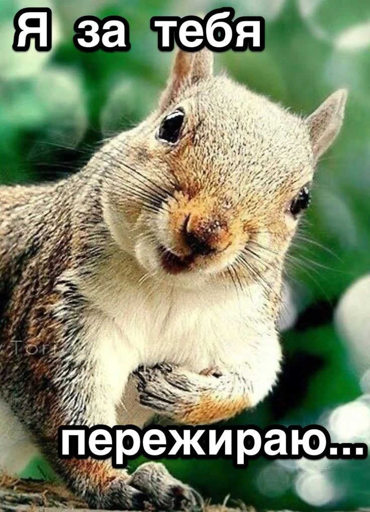 БОЛЬШАЯ БЕЛКА