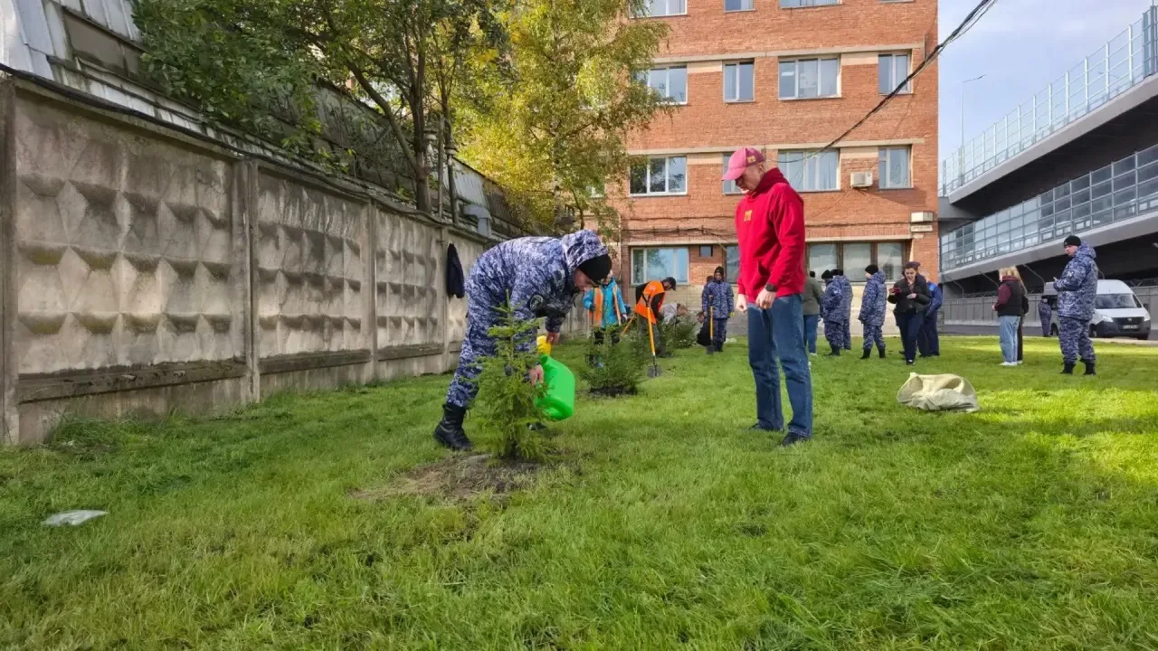 В Московском районе высадили ели в рамках месячника по благоустройству