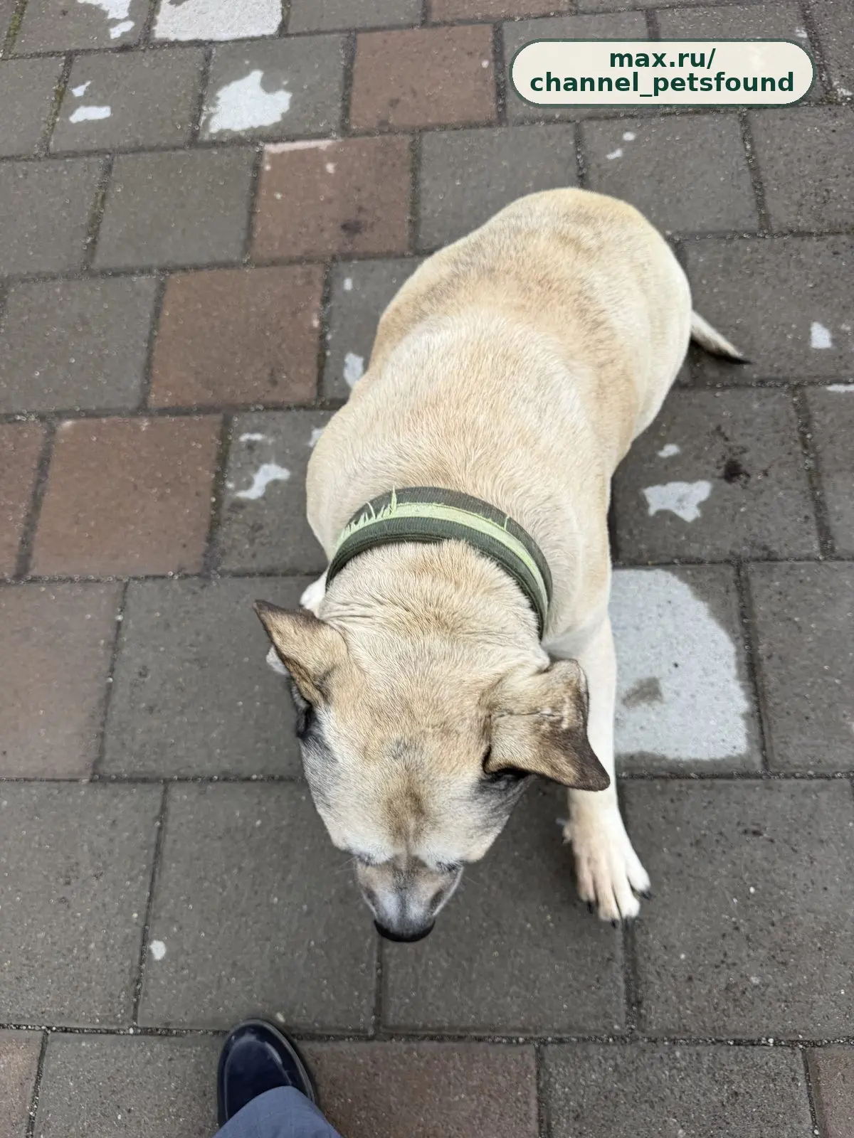 🐾 Найден питомец — Петропавловск-Камчатский