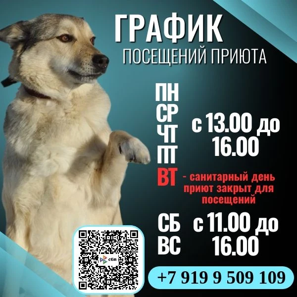 ГРАФИК ПОСЕЩЕНИЙ ПРИЮТА: