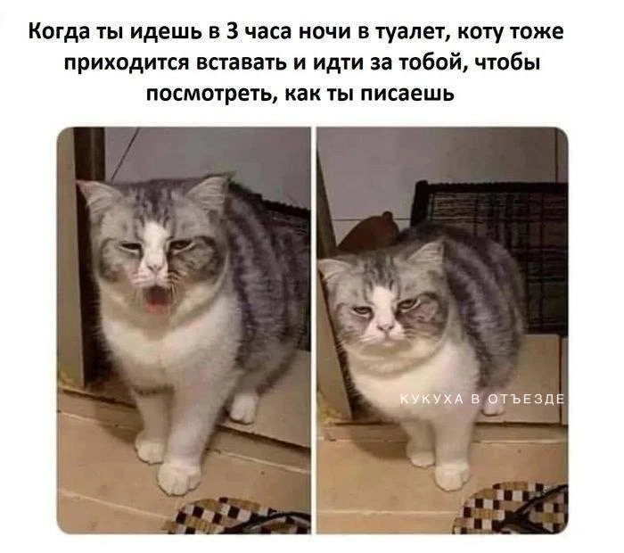 Кукуха в отъезде 🐦