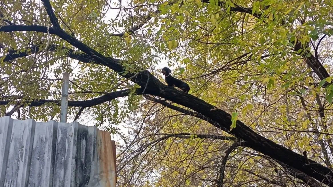 👀В Новокузнецке такса решила покорить дерево, а слезть обратно уже не смогла