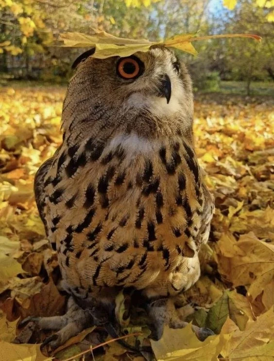 🦉Семейный конкурс открыток «Совиная почта» от Зоологического музея МГУ