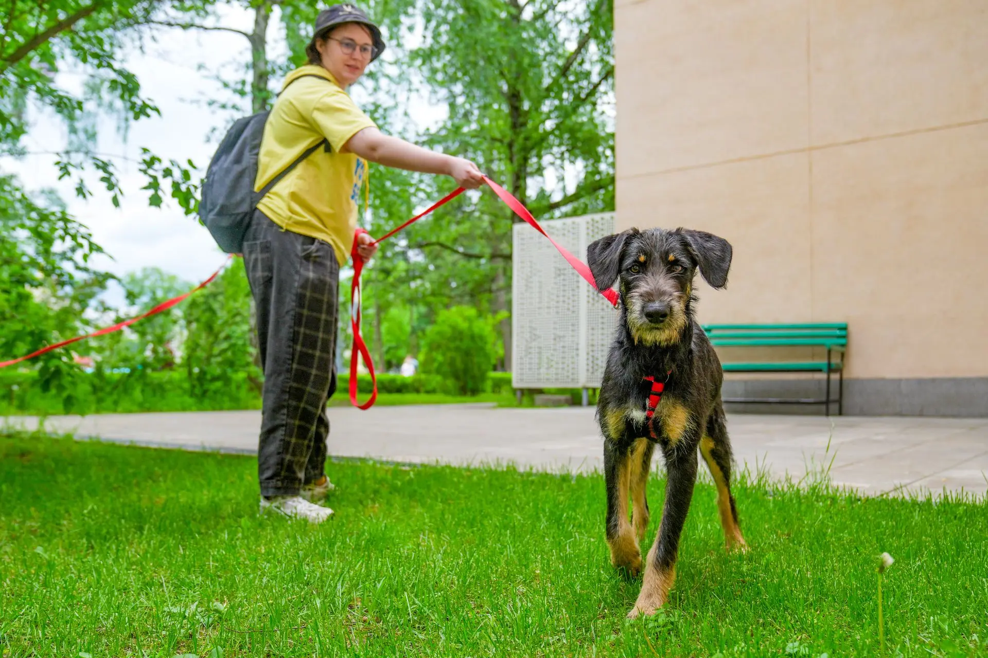 🐕Как гулять с собакой спокойно и безопасно? Советы кинологов