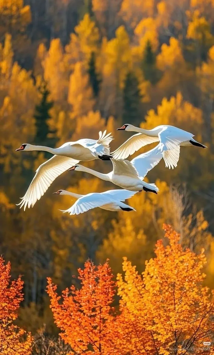 Позавчера проводила клин уток. Эх, вот и улетает лето в тëплые края🍁🍂🍃