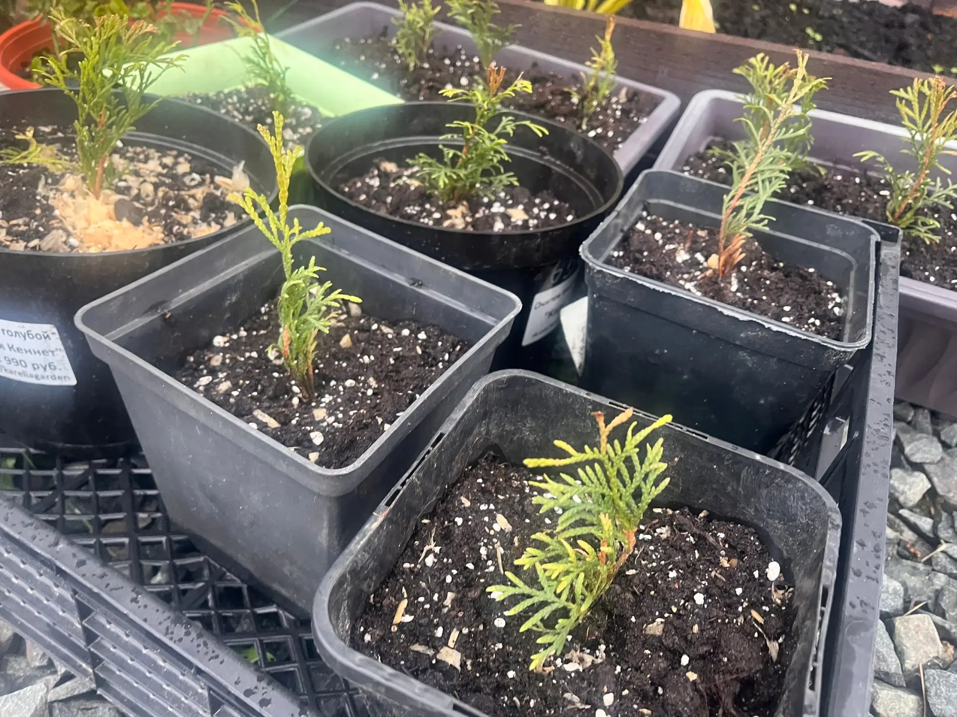 Купила тую #Брабант маленькие укорененные черенки🌱