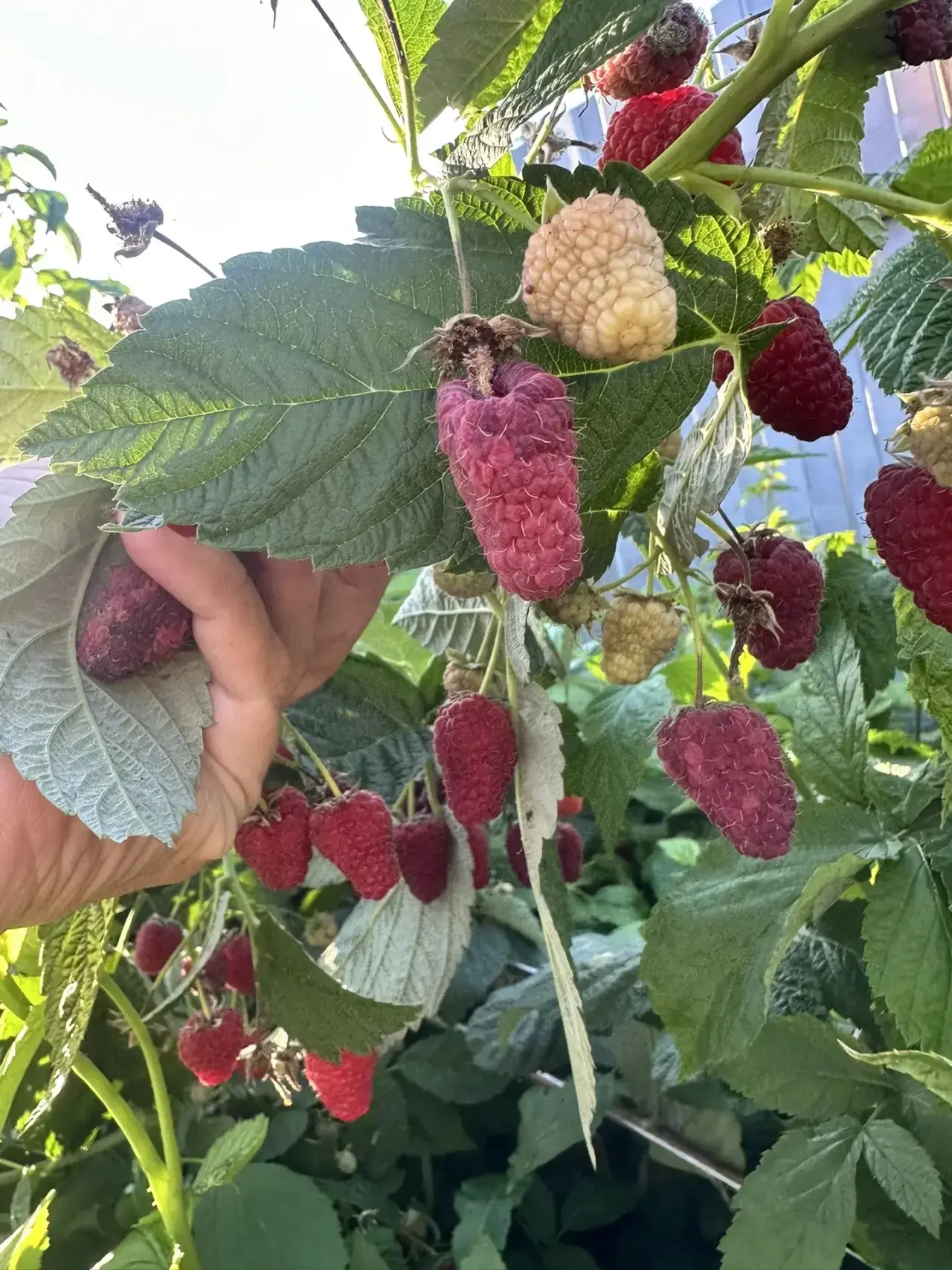 Осенние радости😍 в этом году наших покупателей очень порадовала посаженная прошлой осе...
