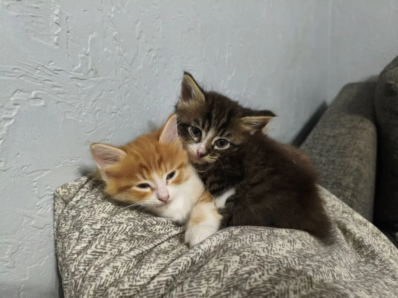 отдам котят.