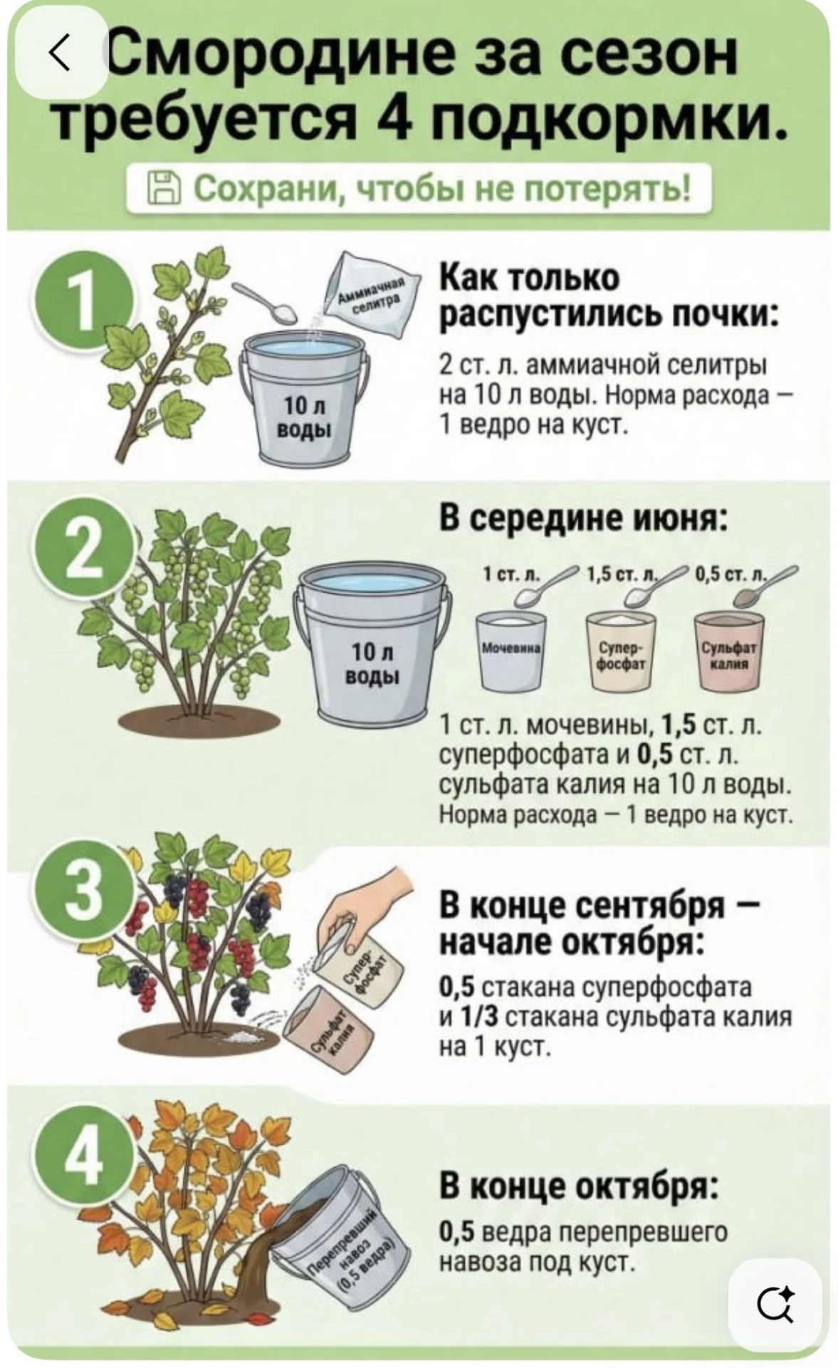 Схема подкормки смородины💜