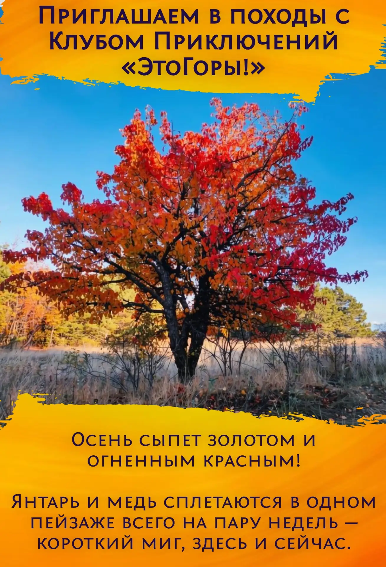 ➽ Осень сыпет золотом и огненным красным! Янтарь и медь сплетаются в одном пейзаже всег...