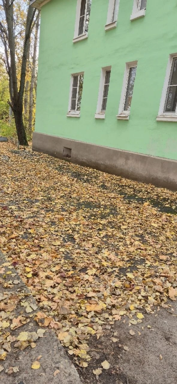 🍂 В Дзержинском жители жалуются на неубранную листву и переполненные урны