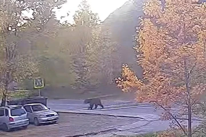 🐻 Медведи вышли к людям сразу в нескольких районах Хакасии