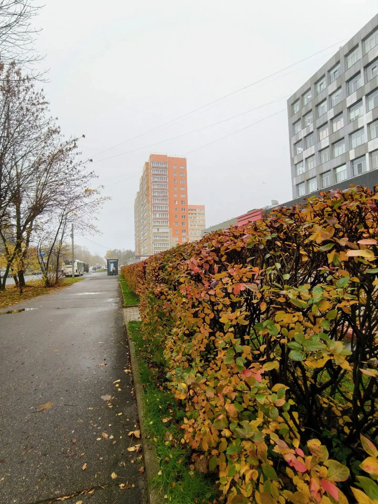 Туманный октябрь. 🧡🍂🍁