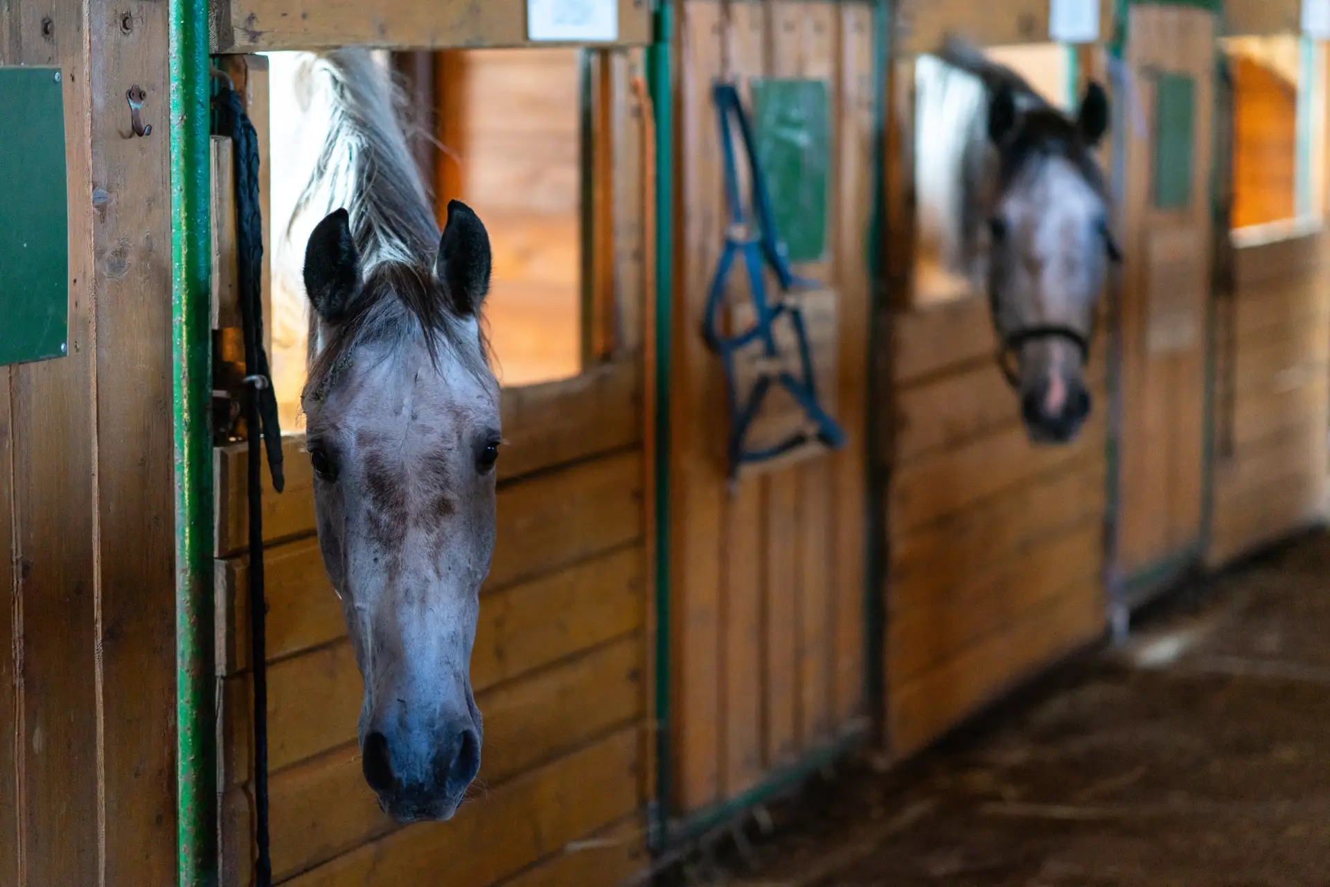 Разгадали загадку? Вы — настоящие знатоки! 🔍🐴