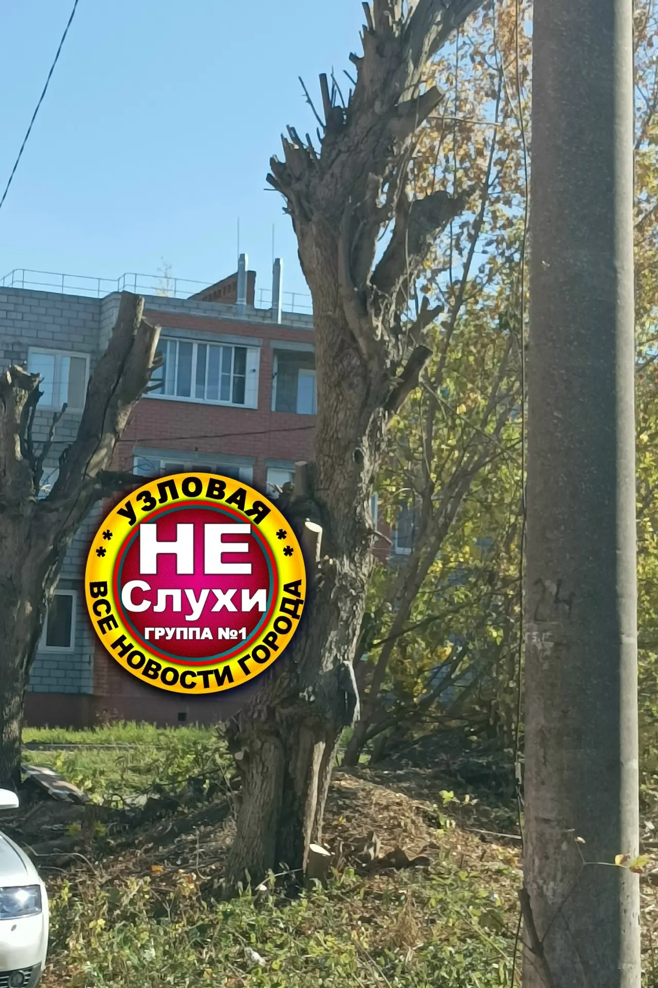 Хотелось бы узнать у организации, которая производила опиловку деревьев ул. Андреева - ...