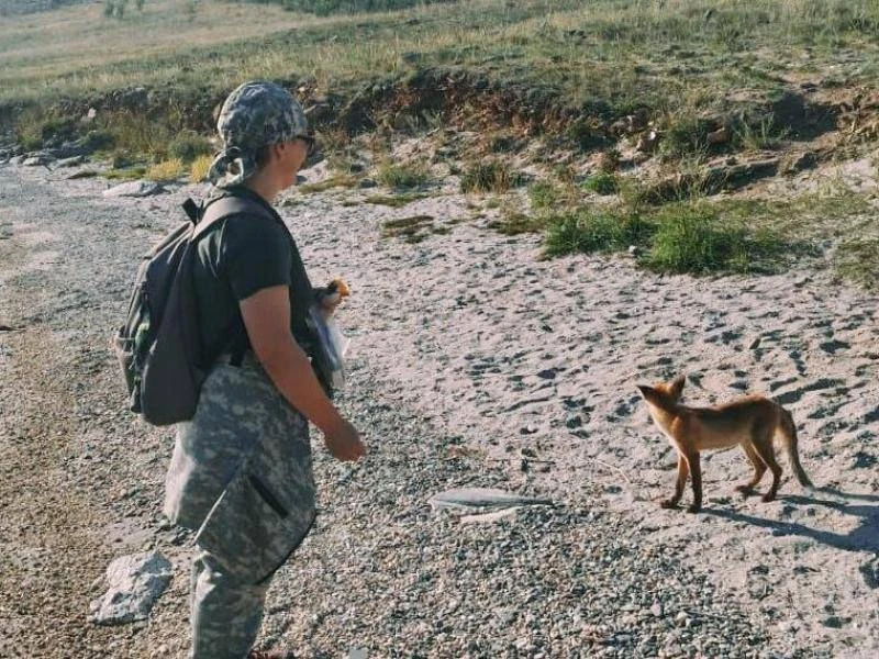Преступление века: на Ольхоне лиса утащила шоколад из палатки, а суслик выпил сладкий ч...