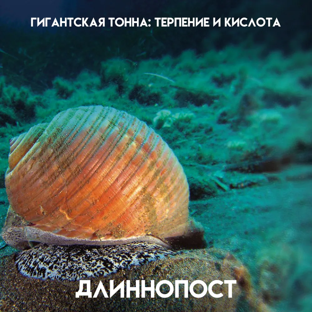 В тёплых морях живёт моллюск, который выглядит безобидно, но охотится с помощью кислоты...