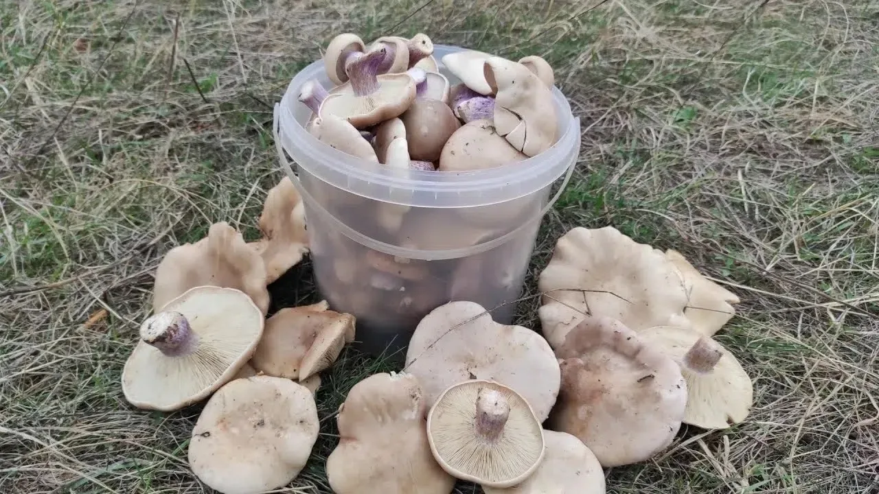 Рыбное.
