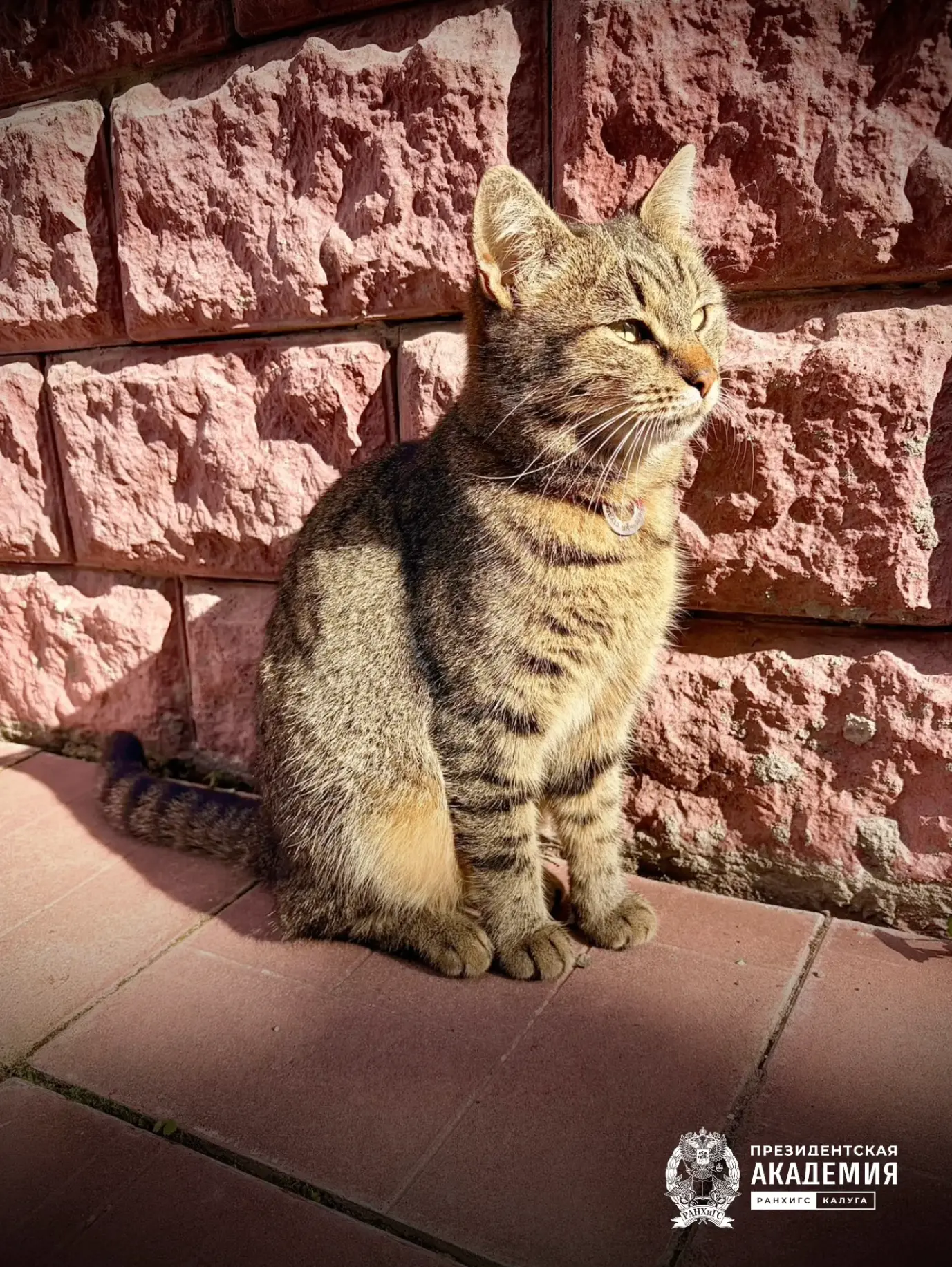 Это Шурик, главный по атмосфере в Академии 🐾