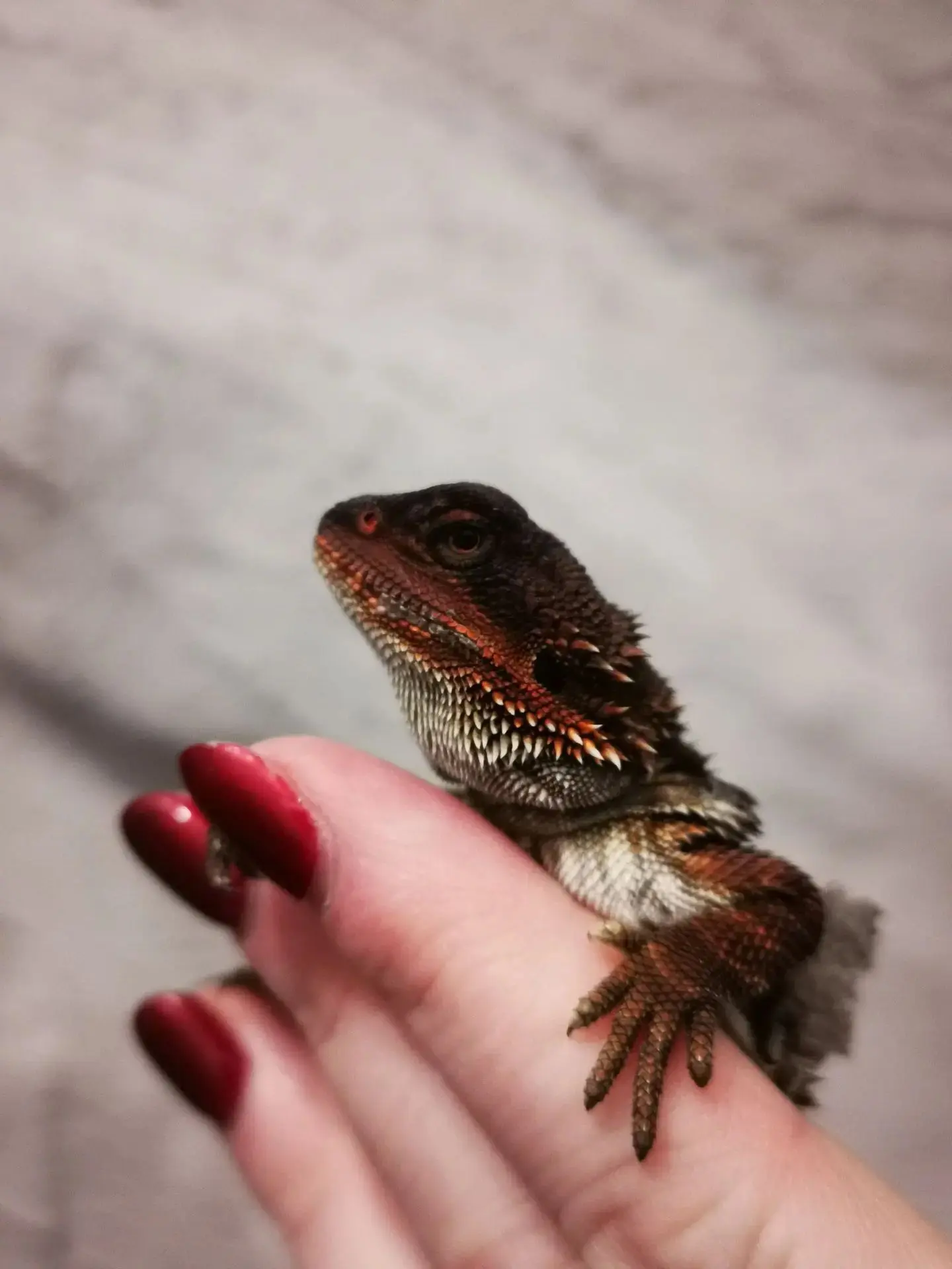Красавец в продаже🦎❤️
