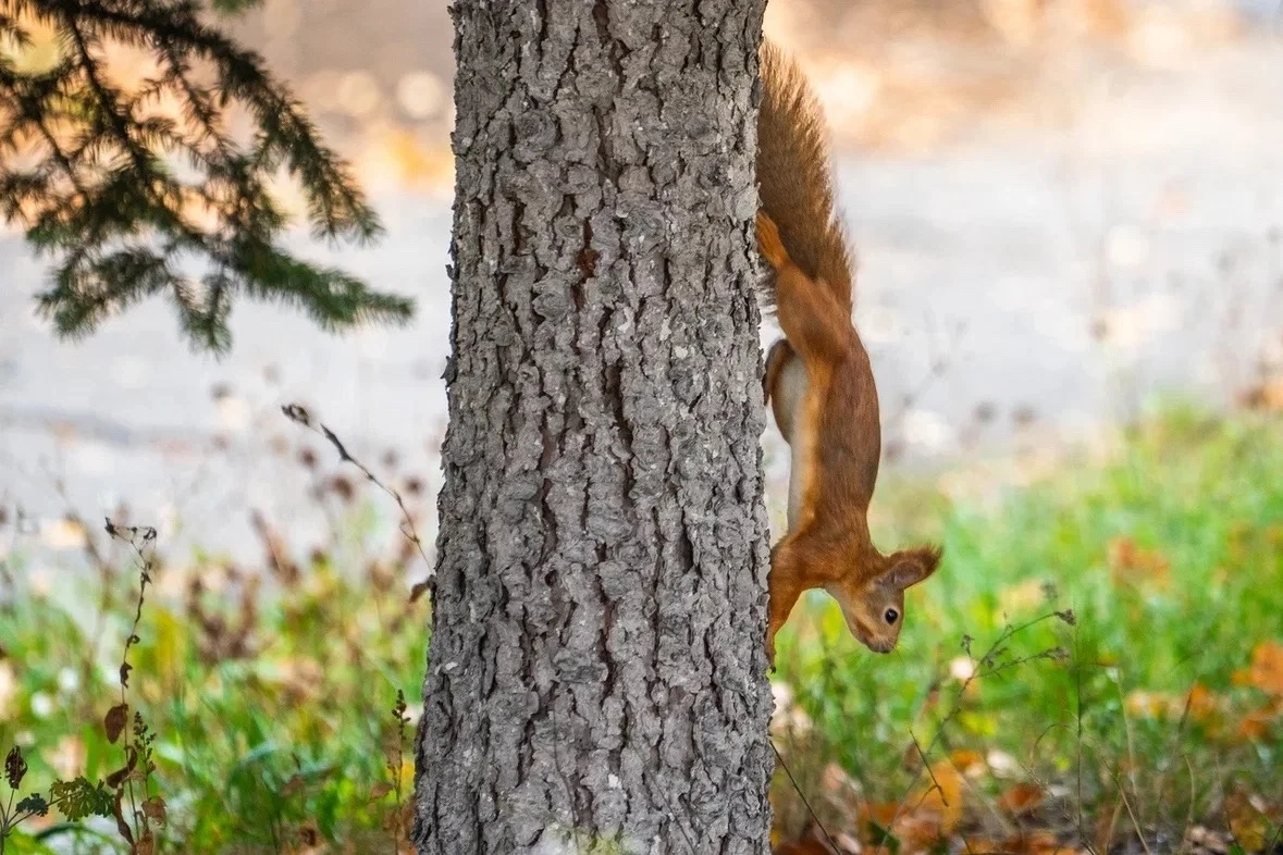 🐿 Осенние будни белки – самого активного жителя студгородка ЮЗГУ. Представляем теплую ...