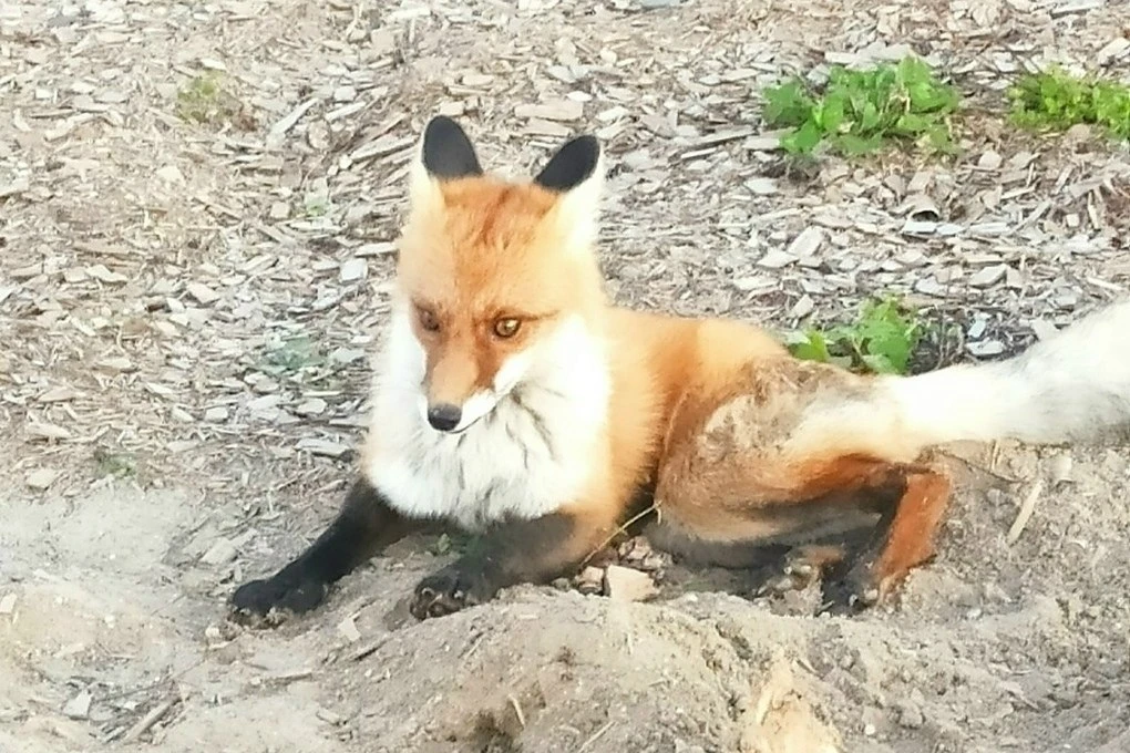 В Галиче жители встали на защиту лисы Кузи 🦊