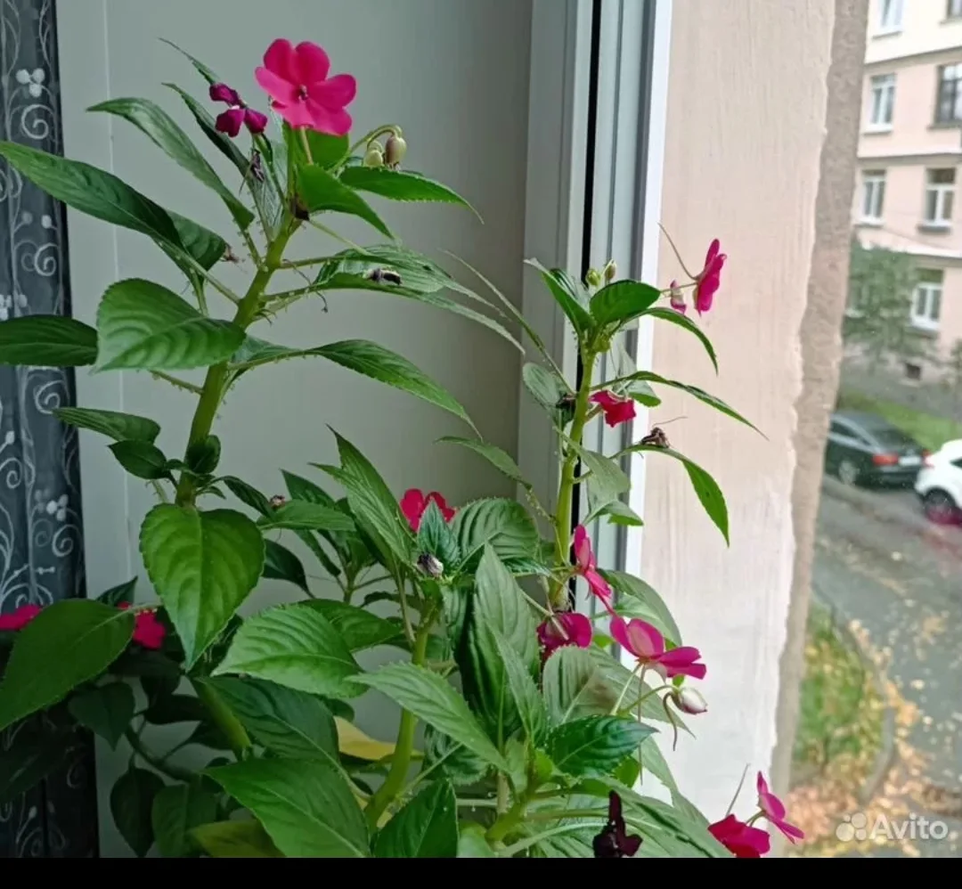 Отдам срезы бальзам на бесплатно. Могу нарезать несколько.Цвет темно розовый ,цикламено...