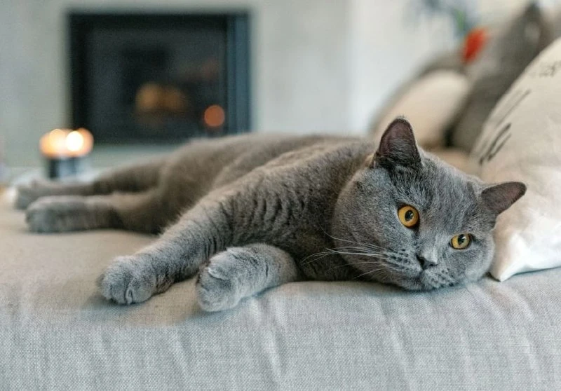 😻 Британская кошка: что важно знать перед , если вы хотите завести эту породу
