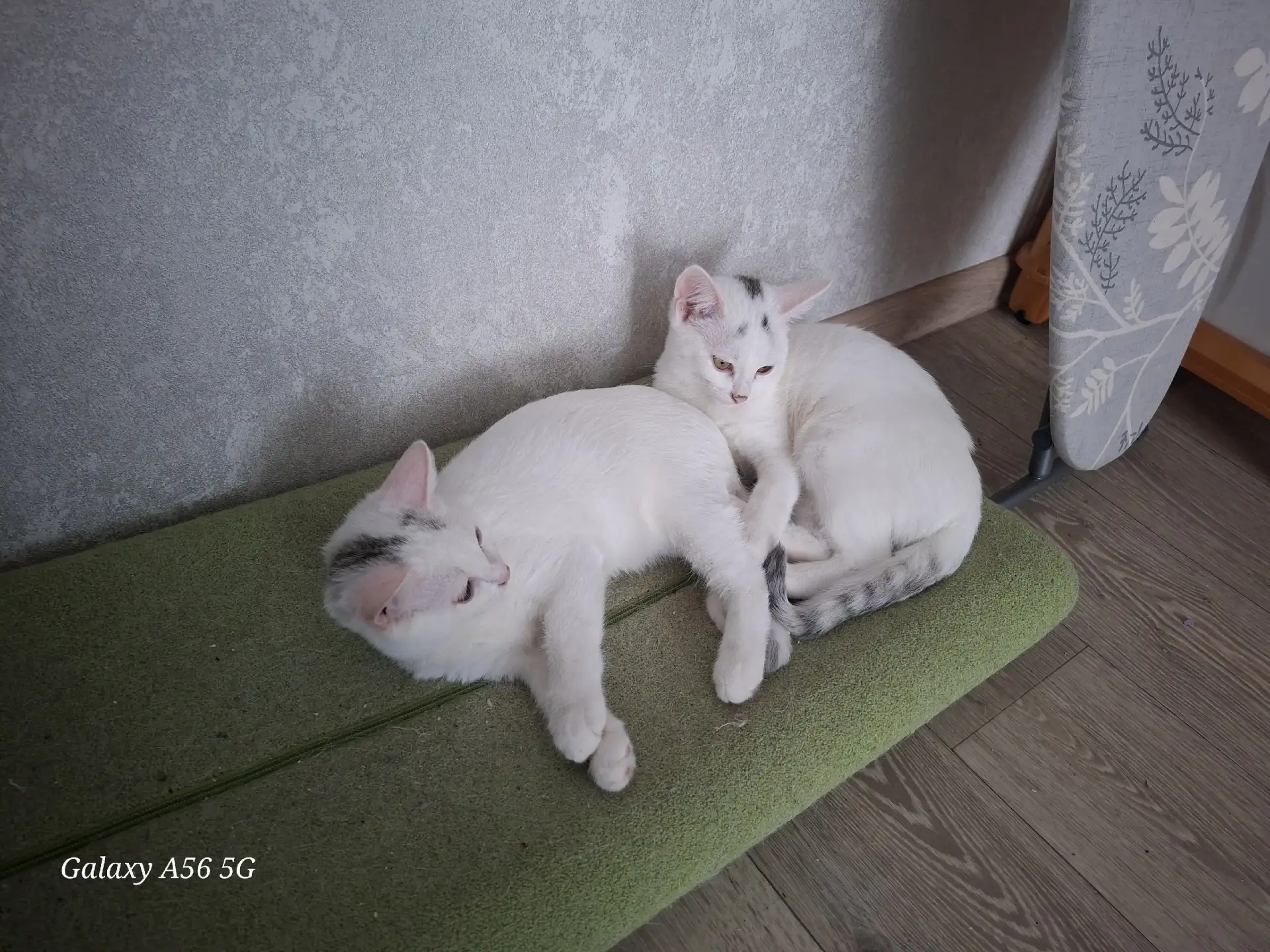 Отдам котика и кошечку в добрые руки писать в лс