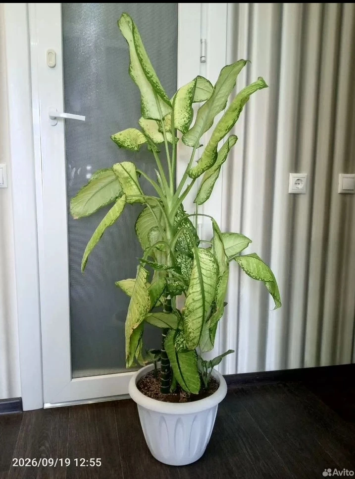 📝 Текст: Продаю прекрасную, большую композицию из Диффенбахий! 🌿🌵
