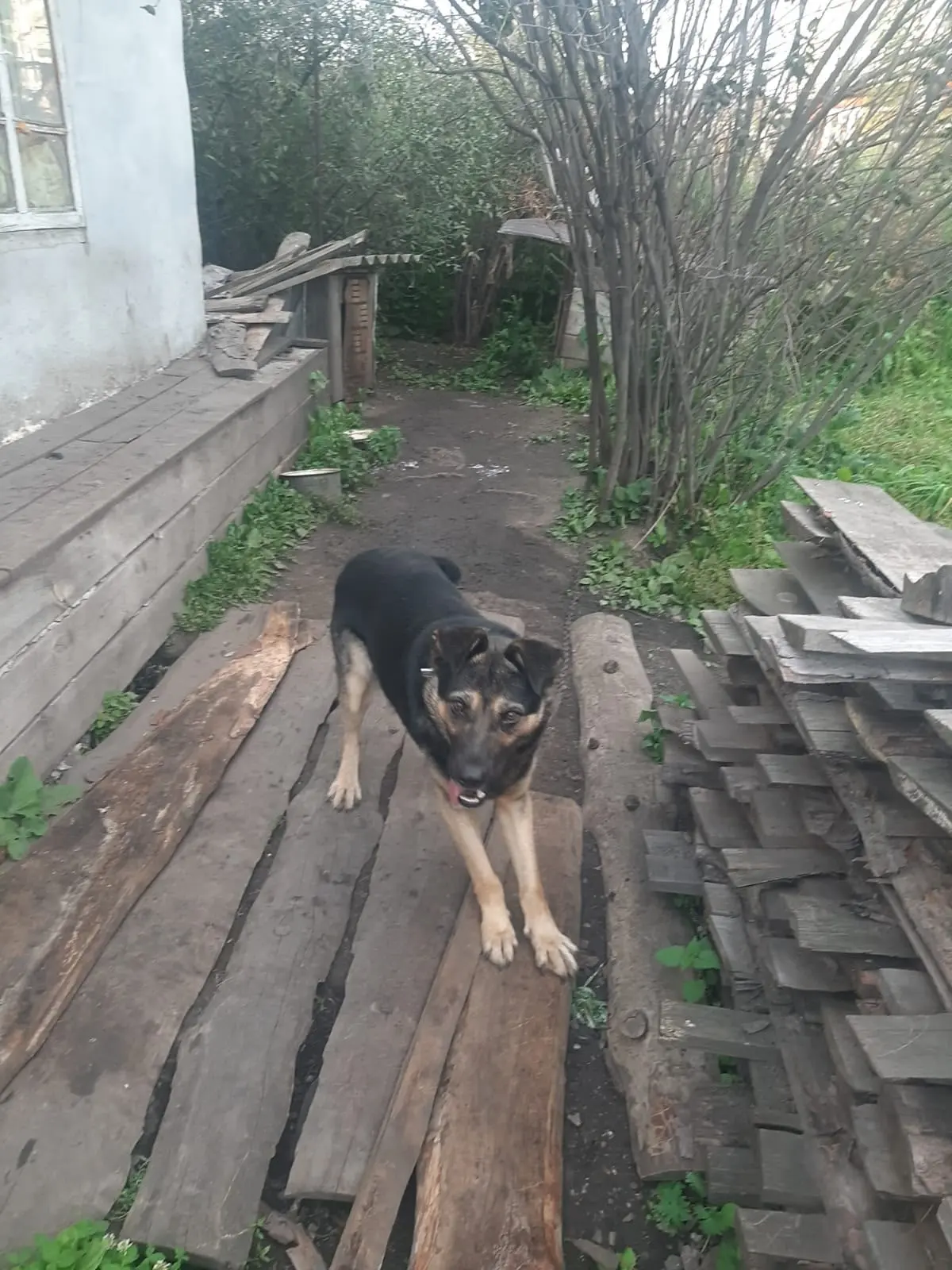 Помогите Тимоше найти дом и любящую семью!