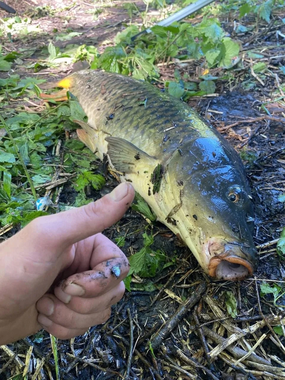 Дикий не посещаемый рыбаками пруд!🎣 И утреннее позитивное настроение принесло карпика ...