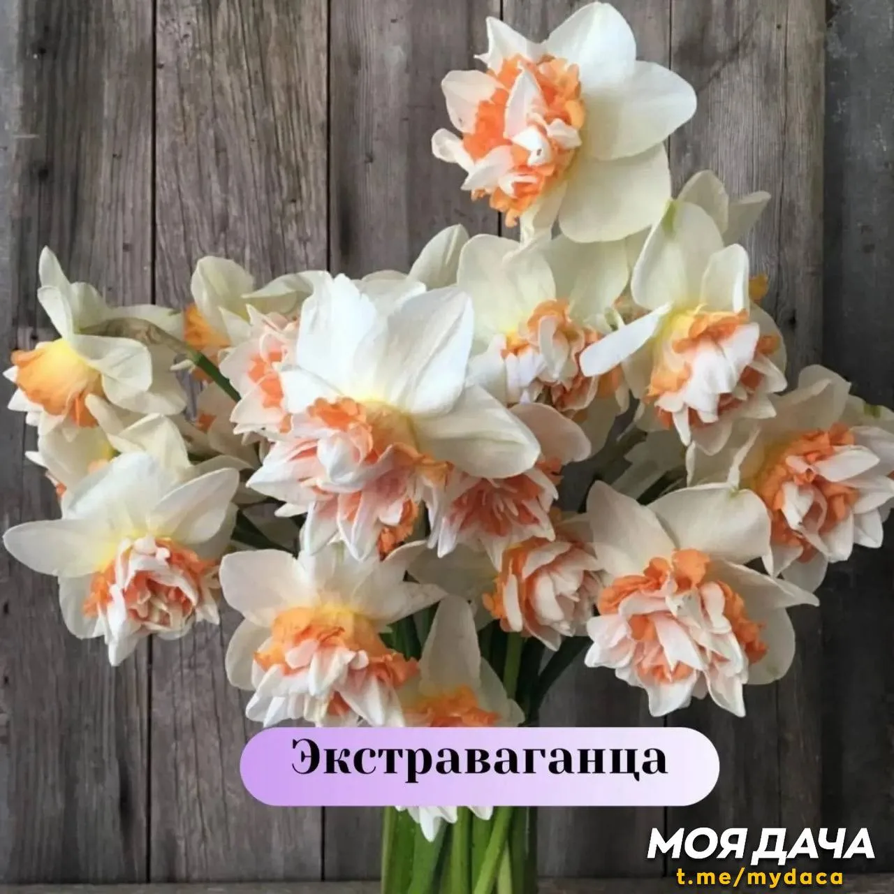 Нарциссы – первые вестники весны в вашем саду 🌼