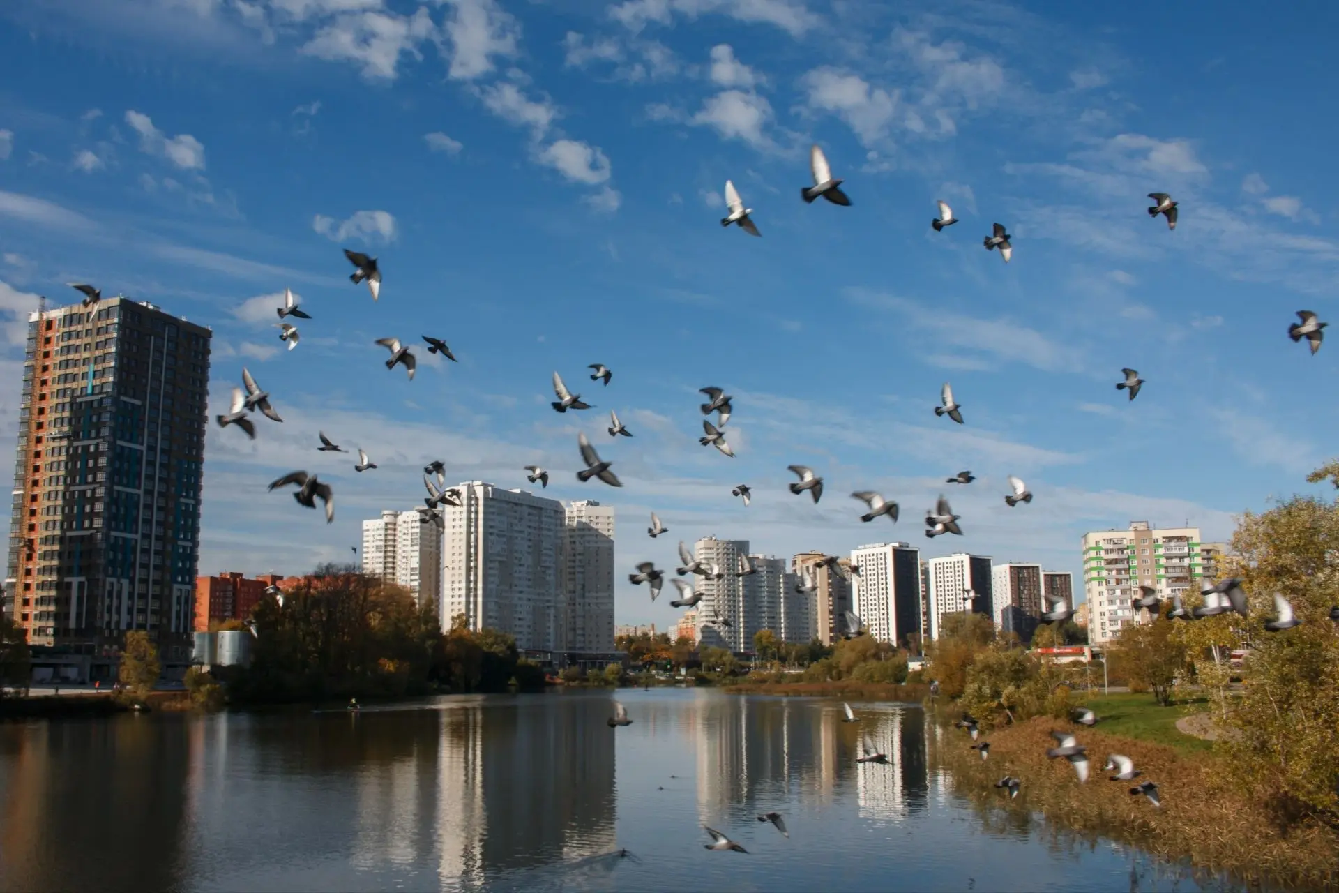 Осень в Пушкино в объективе Владимира Данюшина 🍂
