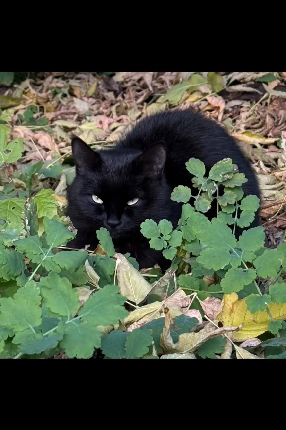 Замечен(а) кошка/кот, окрас чёрный (Екатеринбург, Верх-Исетский)