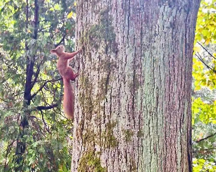 🐿️ Белки поселились в Калининградском зоопарке и сами выбрали себе новый дом.