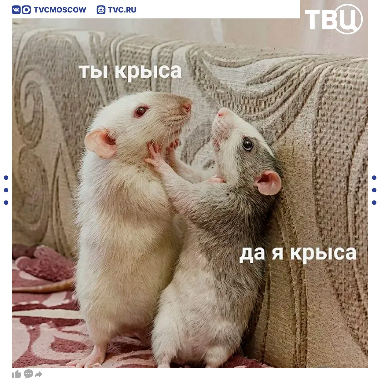 Крыса напала на жителя подмосковного Красногорска