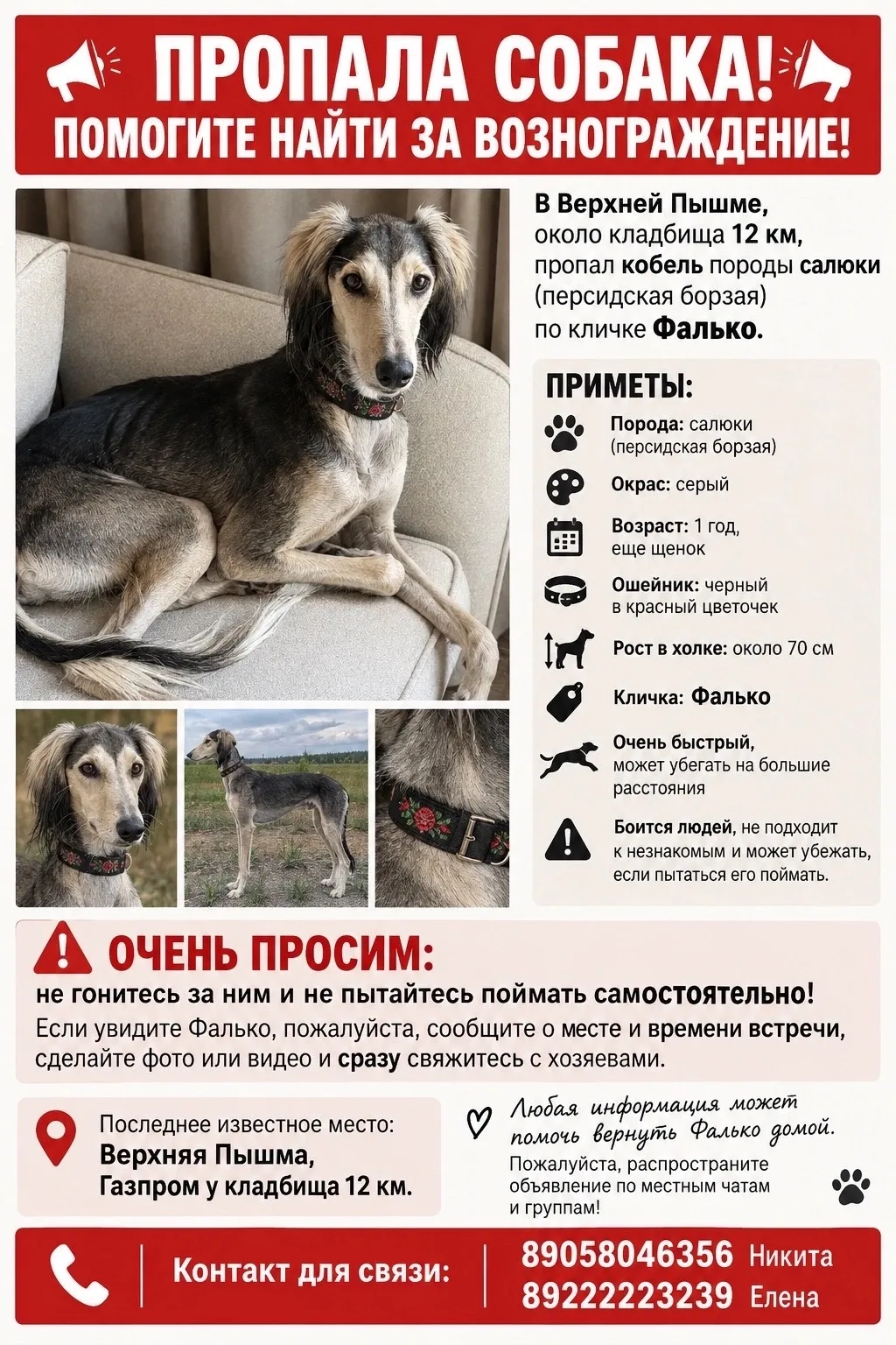 Потерялась собака, персидская борзая, серый окрас, чёрный с красными цветами ошейник, к...