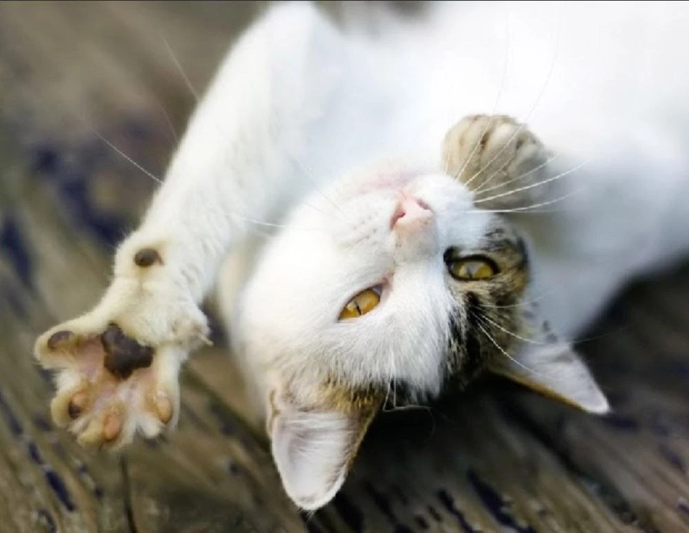 😻 Семь признаков того, что ваша кошка довольна жизнью и даже счастлива