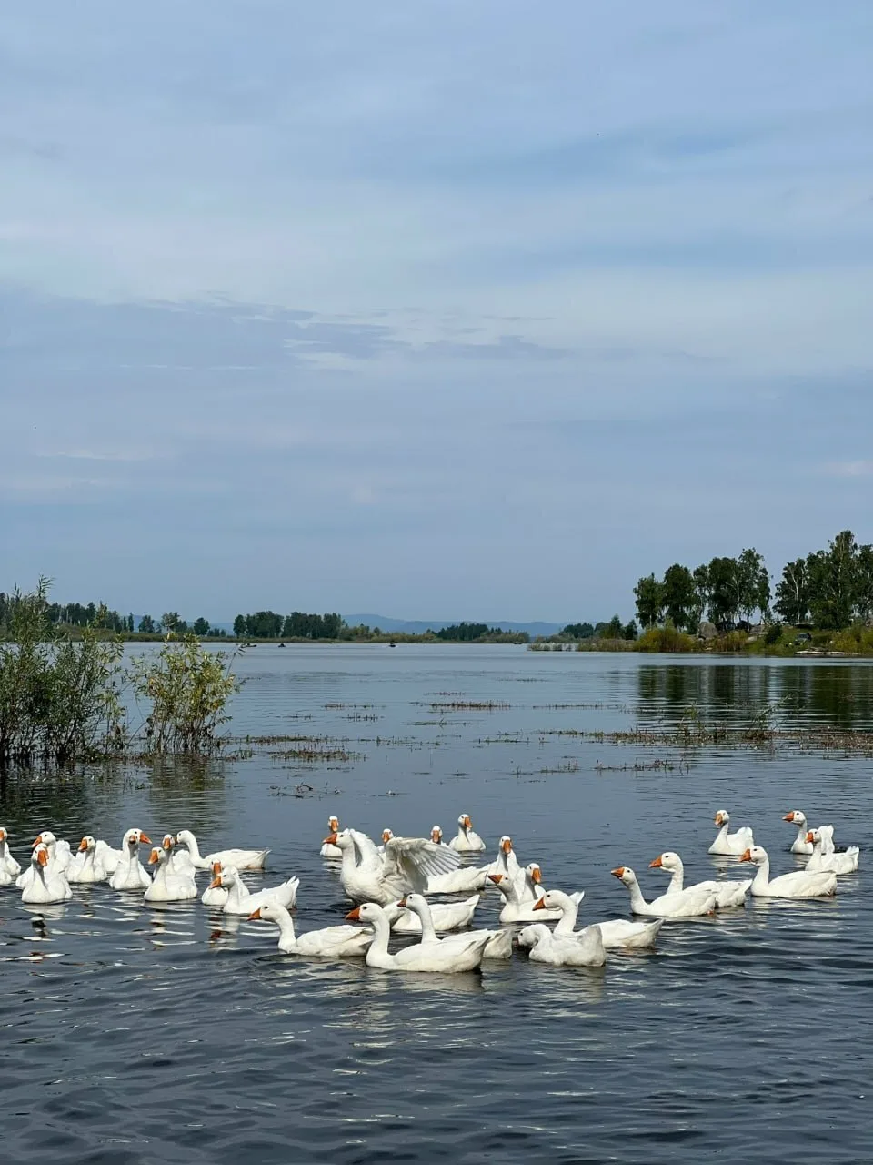 Аргазинское водохранилище — крупное искусственное озеро, расположенное на реке Миасс в ...
