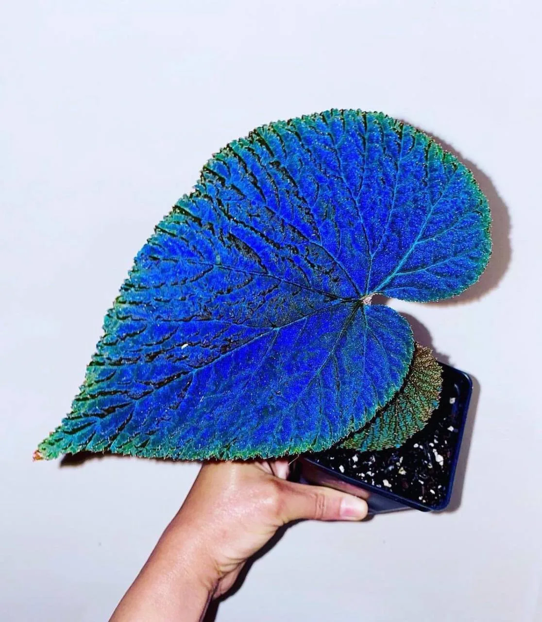 Бегония Лугонис (Begonia Lugonis)💙