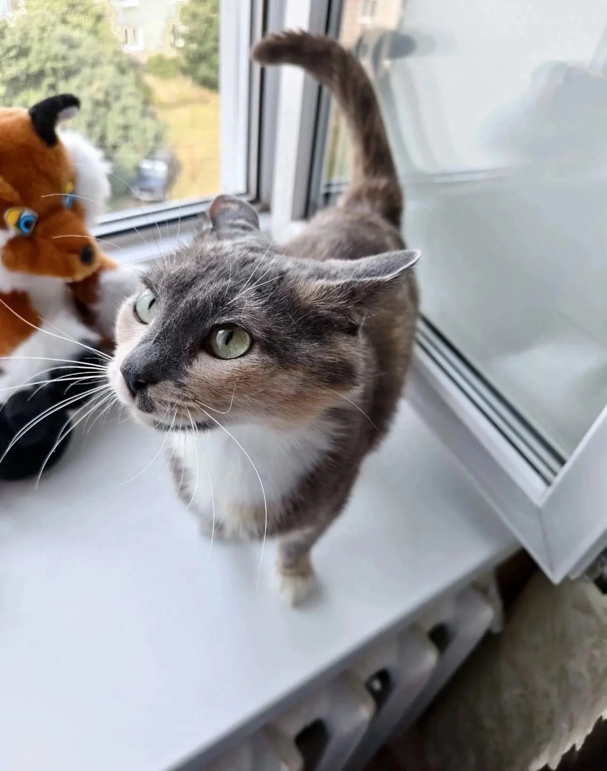Ищет дом кошечка Нюша. Её нашли с котятами в подъезде. Котята уже разъехались по домам,...