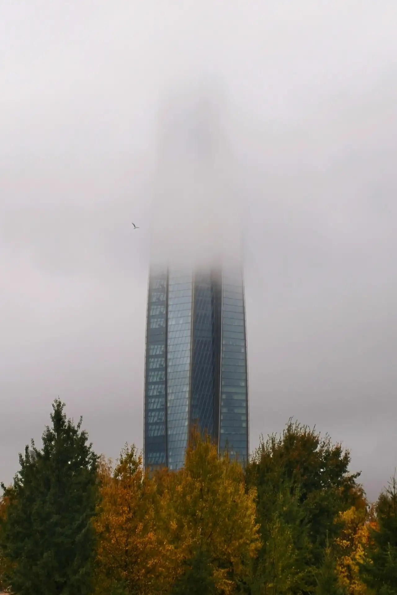 🌫️ Туманные дни тоже бывают по-своему красивы! Это подтверждает осеняя фотография сосе...