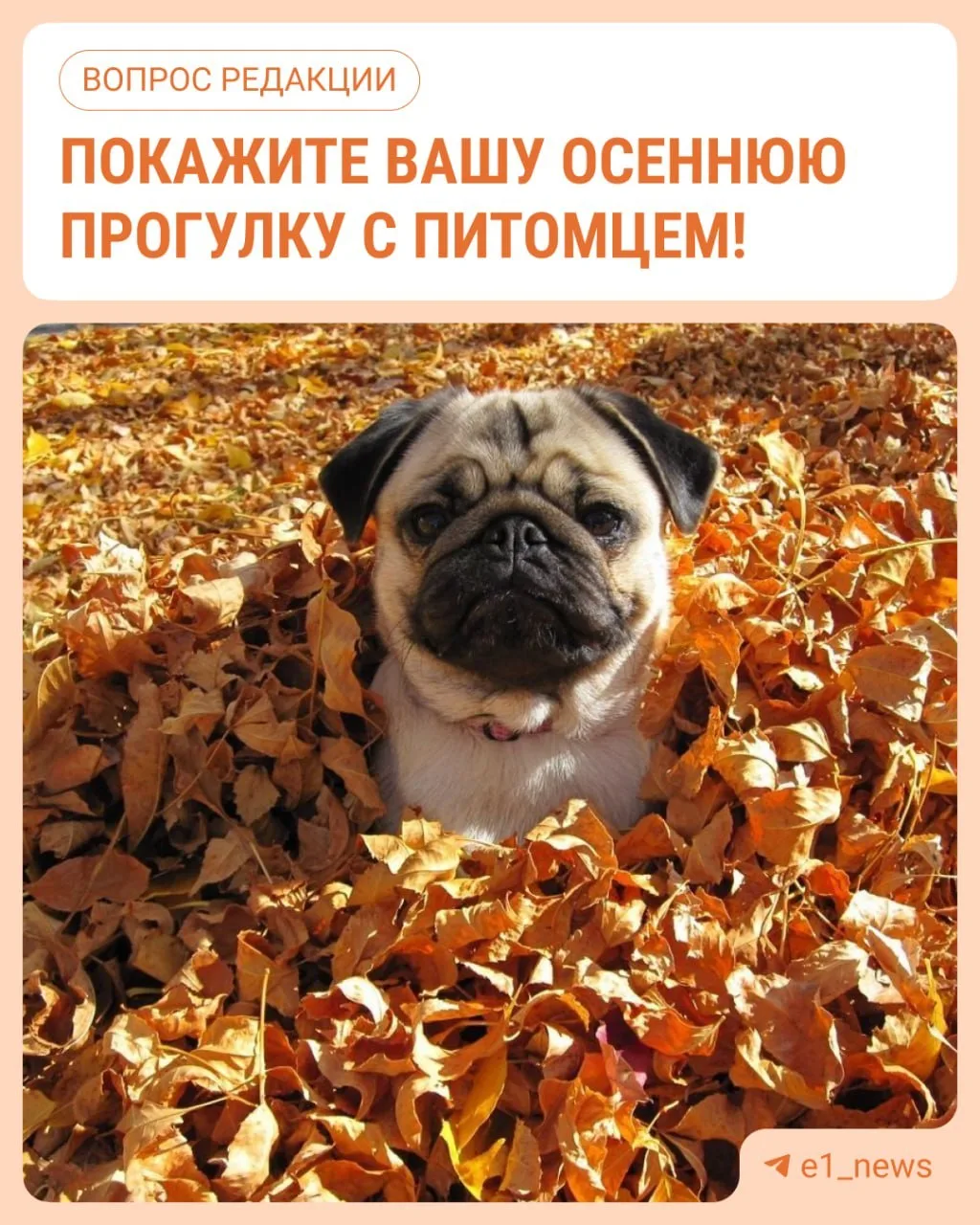 Главное: осень — это не только золотые листья, но и лужи, грязь и грязный пёс после каж...