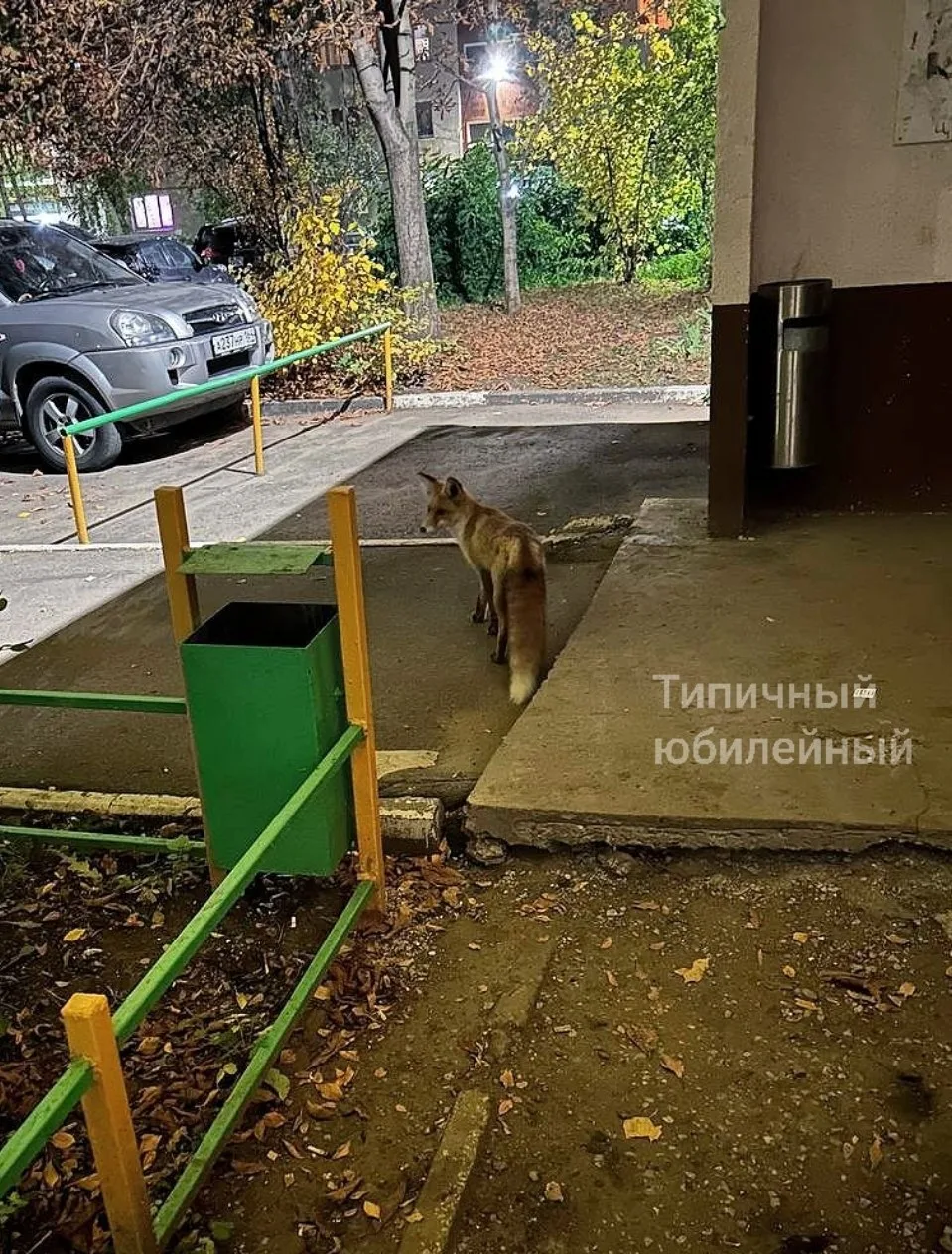 Сегодня у нас снова заметили лисичку. На этот раз — около арки дома 1 по Фёдоровской.