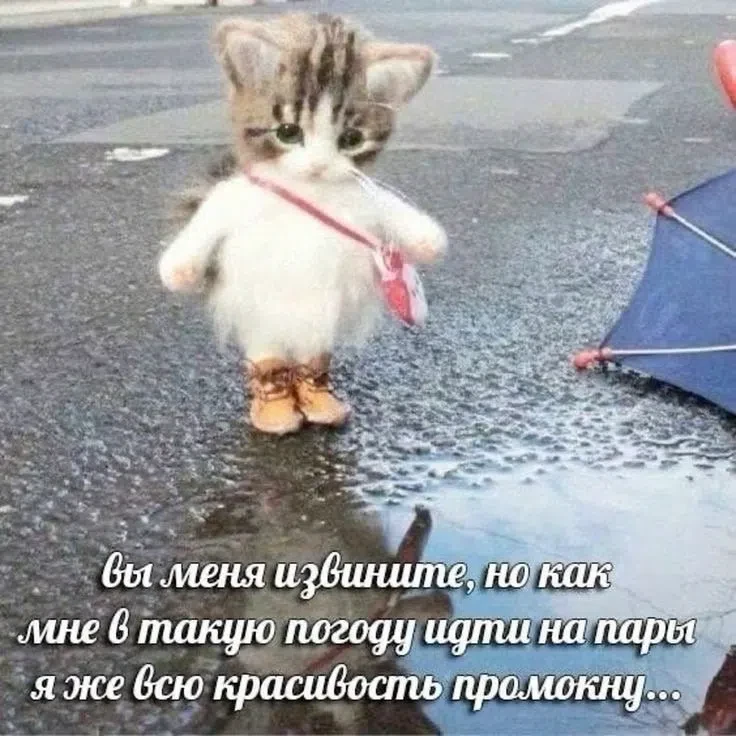 Молодой Владивосток, как настроение? Доплыли до работы или учебы? 🧜 🐟