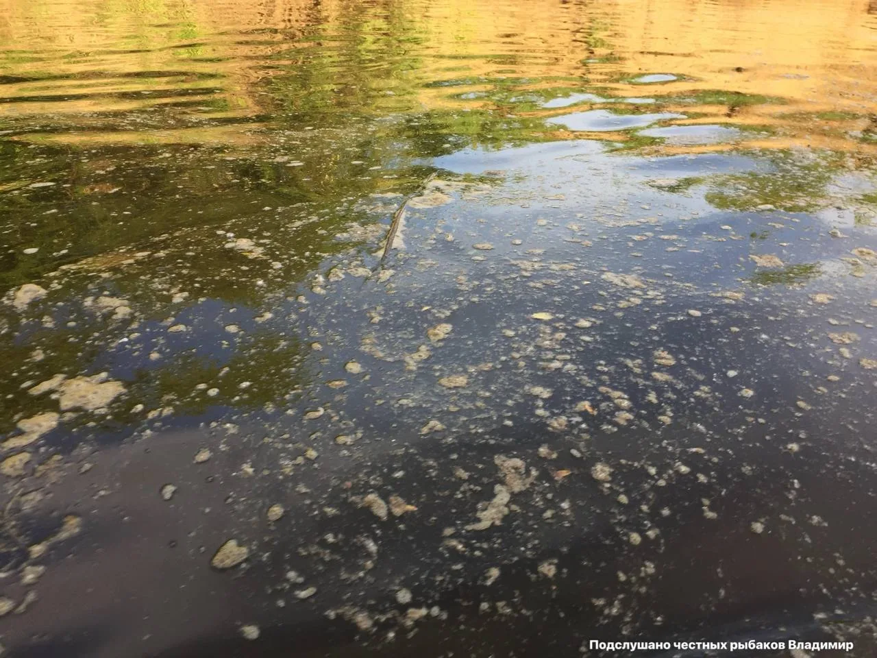Владимирская область вошла в пятерку регионов с самыми грязными водоемами в стране. Так...