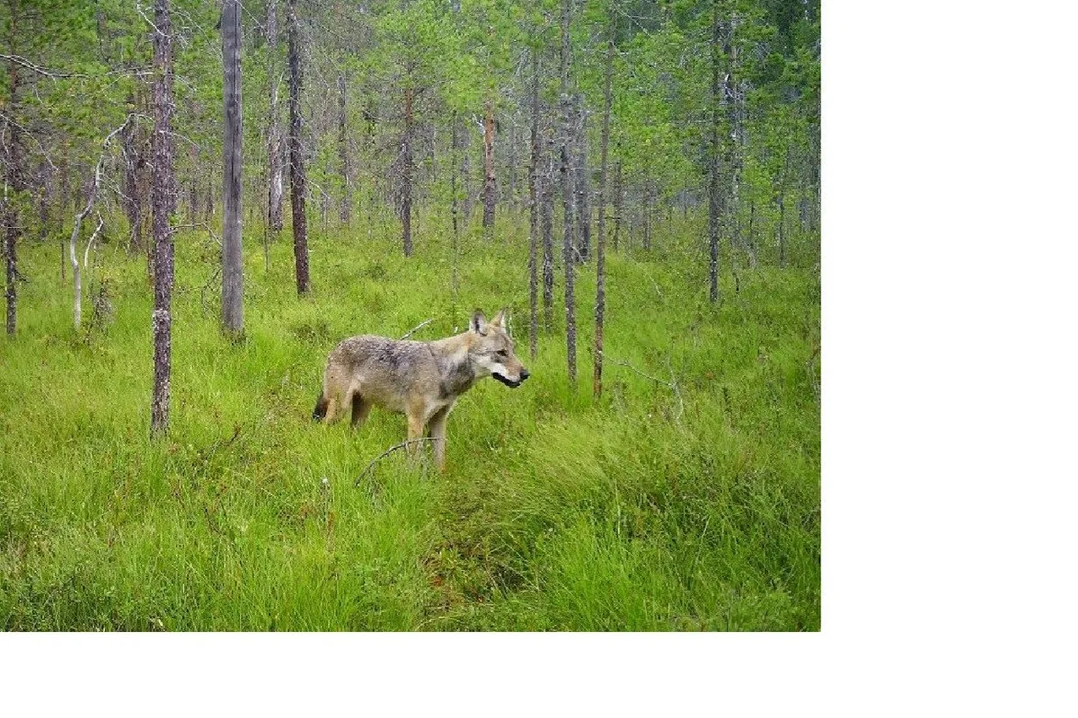 🐺 В Карелии после медведей могут прийти волки