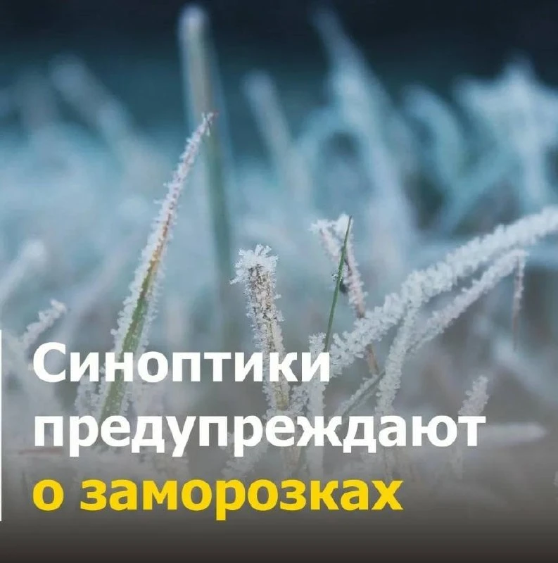 🥶 В Самарской области на следующей неделе ожидаются заморозки до −2 градусов.