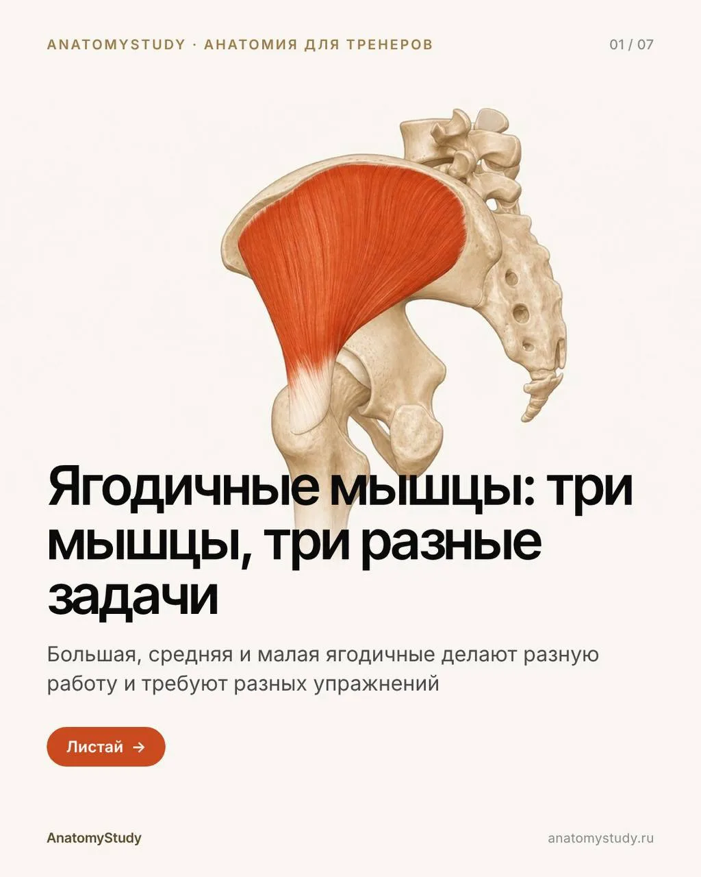 Ягодичные мышцы: три мышцы, три разные задачи